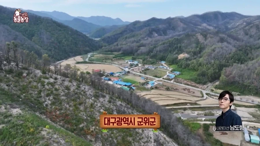 일본에서 1200km 를 날아서 한국으로 온 비둘기_1.webp