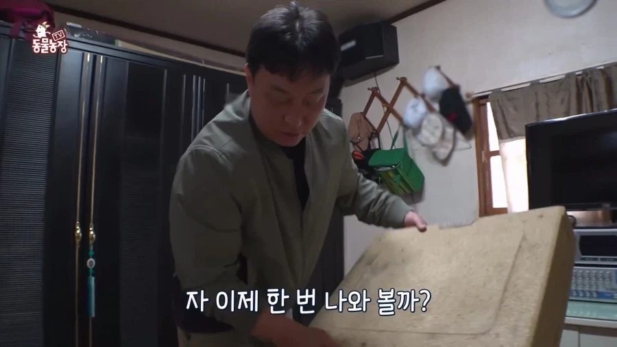 일본에서 1200km 를 날아서 한국으로 온 비둘기_2.webp