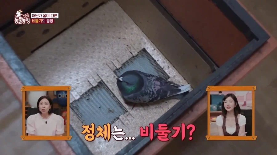 일본에서 1200km 를 날아서 한국으로 온 비둘기_3.webp