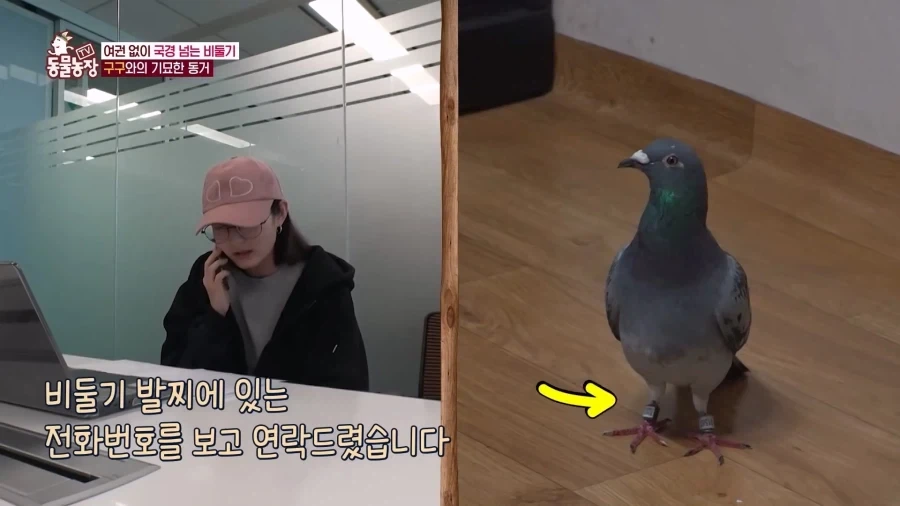 일본에서 1200km 를 날아서 한국으로 온 비둘기_8.webp