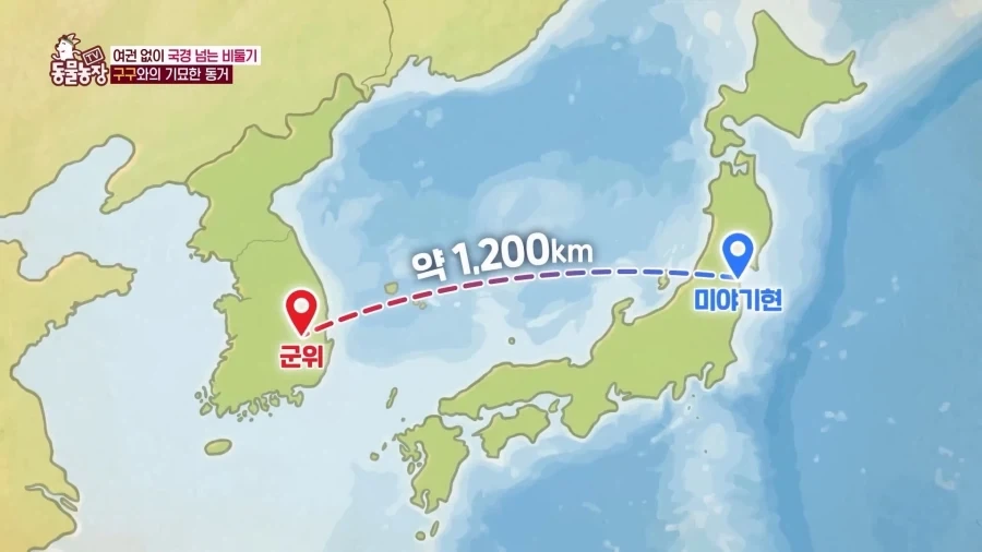 일본에서 1200km 를 날아서 한국으로 온 비둘기_10.webp