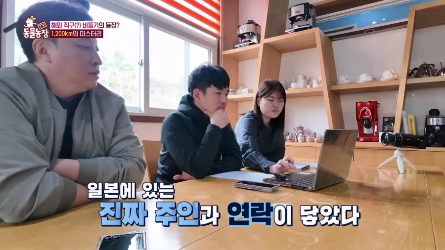 일본에서 1200km 를 날아서 한국으로 온 비둘기_11.webp