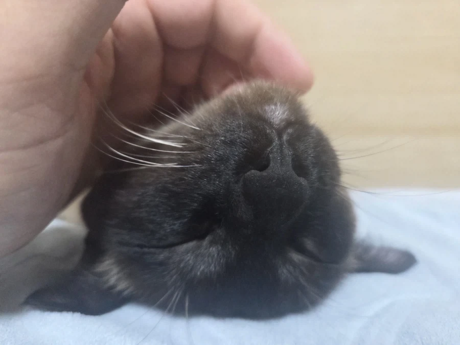 우리집 고양이 착한 것 자랑 좀 해본다!!!_1.webp