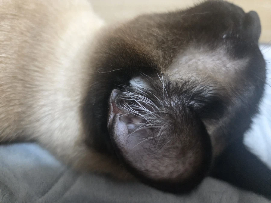 우리집 고양이 착한 것 자랑 좀 해본다!!!_2.webp