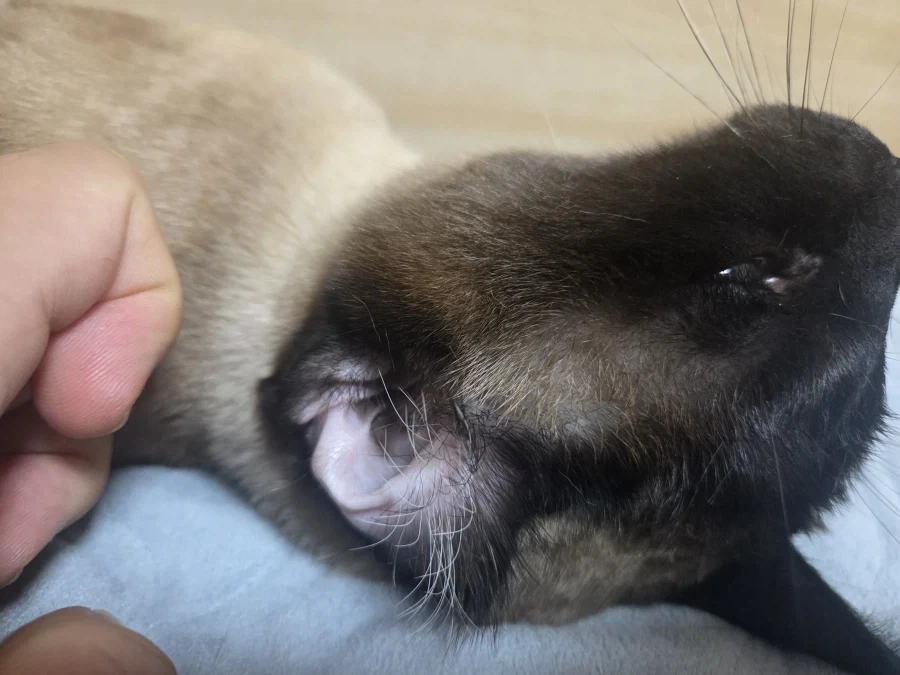 우리집 고양이 착한 것 자랑 좀 해본다!!!_3.webp