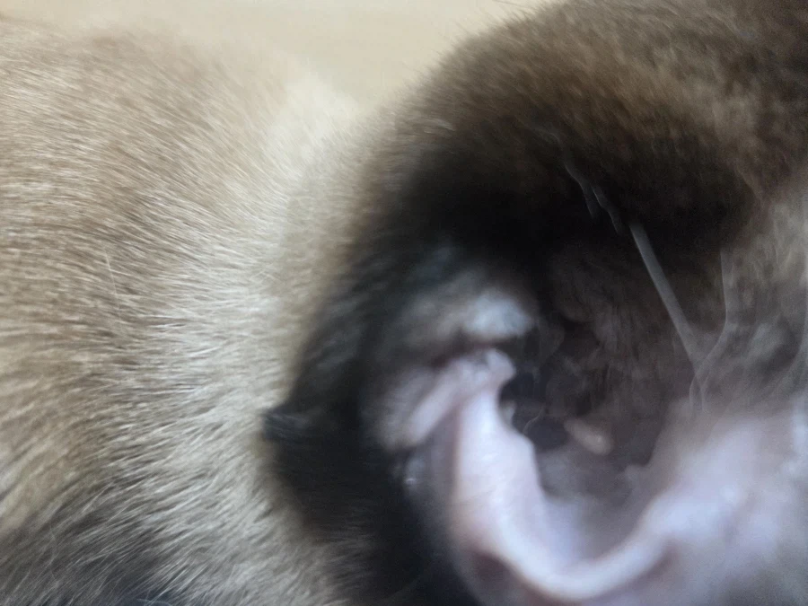 우리집 고양이 착한 것 자랑 좀 해본다!!!_4.webp