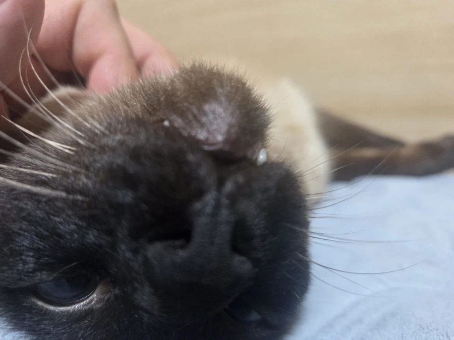 우리집 고양이 착한 것 자랑 좀 해본다!!!_6.webp