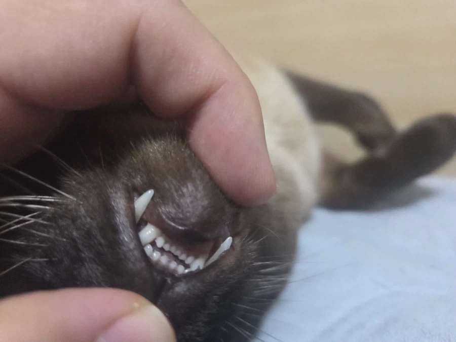 우리집 고양이 착한 것 자랑 좀 해본다!!!_7.webp