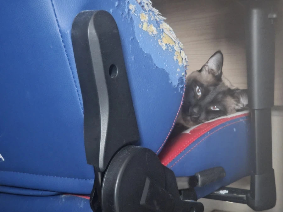 우리집 고양이 착한 것 자랑 좀 해본다!!!_8.webp