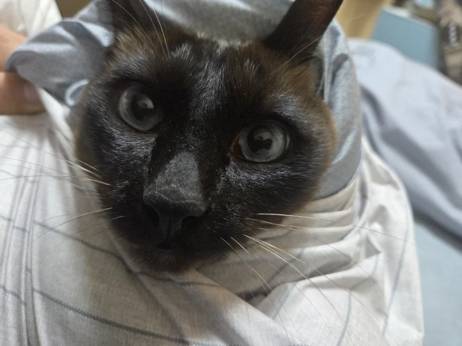 우리집 고양이 착한 것 자랑 좀 해본다!!!_9.webp