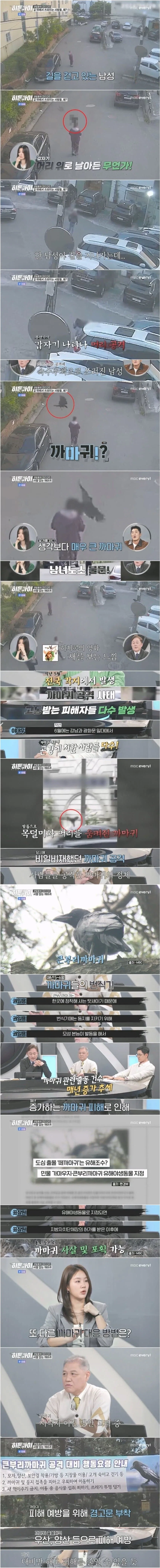 5월쯤 전국 각지에서 일어나는 까마귀 공격 사태_1.webp