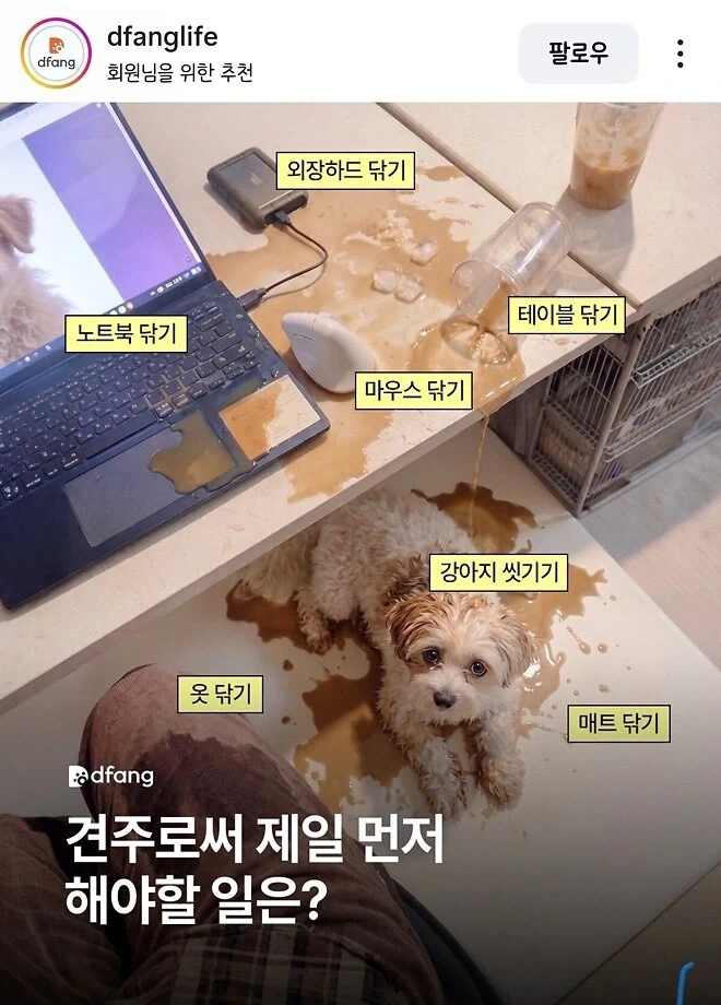 견주로서 제일 먼저 해야 할 일은?_1.webp