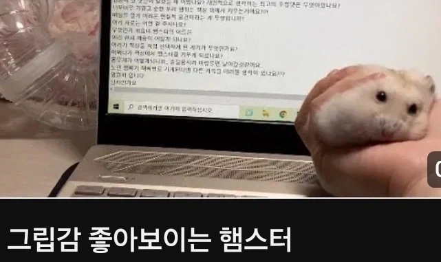 햄스터 키우면 좋은점_1.webp