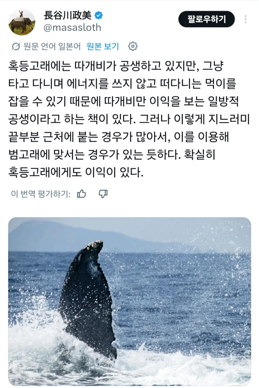 혹등고래:후후 범고래쉑 내 지느러미 맛이 어떠냐?_1.webp