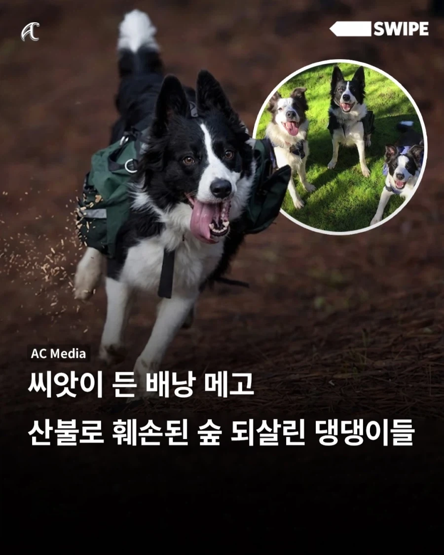 산불로 훼손된 숲을 위해 투입된 댕댕이_1.webp