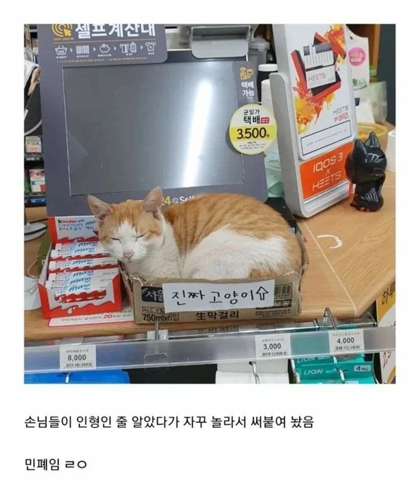 진짜 고양이_1.webp