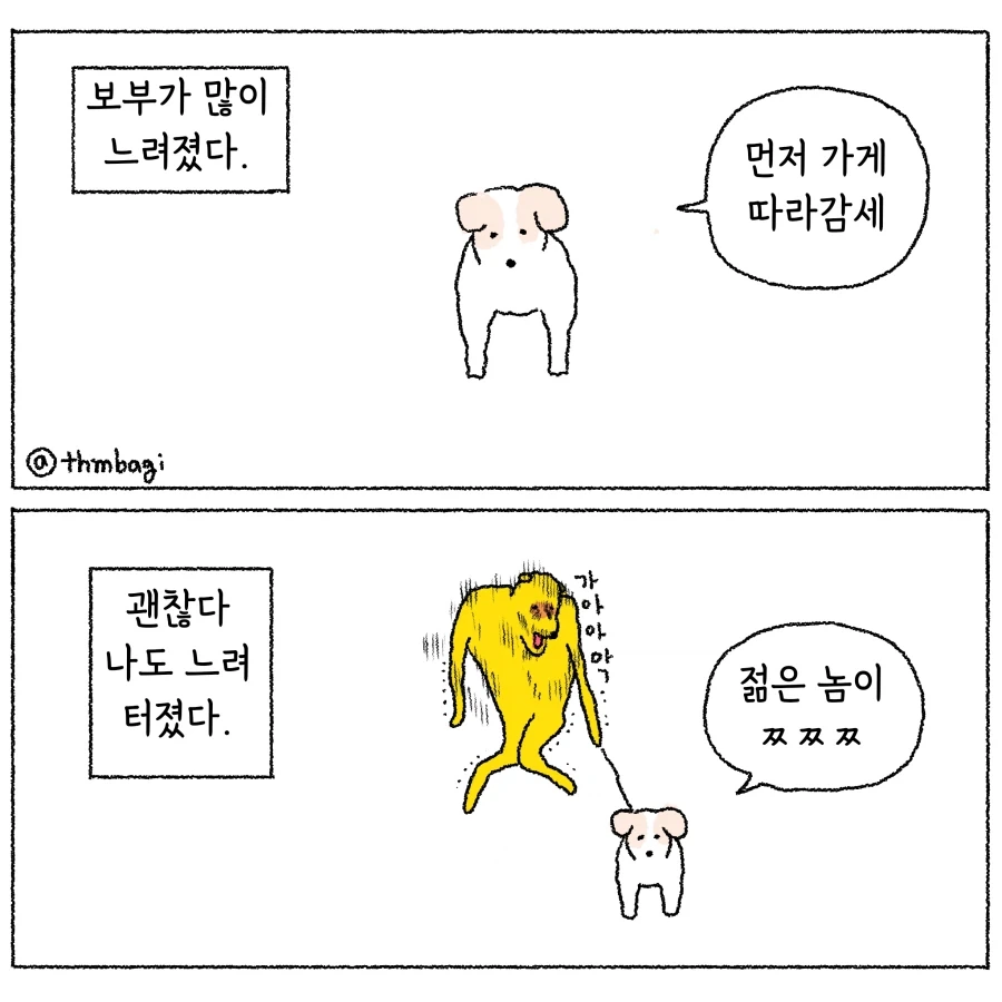 나이 들은 애완견의 걸음 속도가 느려졌다.._1.webp