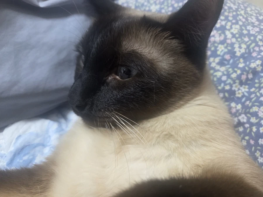 집사에게 수치 플레이 제대로 당하고 있는 고양이..._1.webp