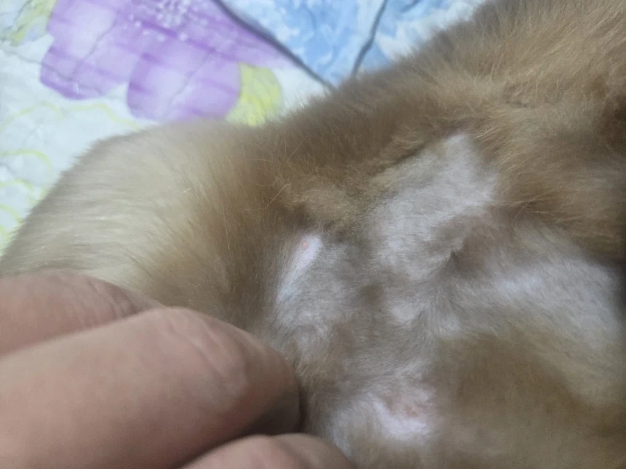 집사에게 수치 플레이 제대로 당하고 있는 고양이..._3.webp