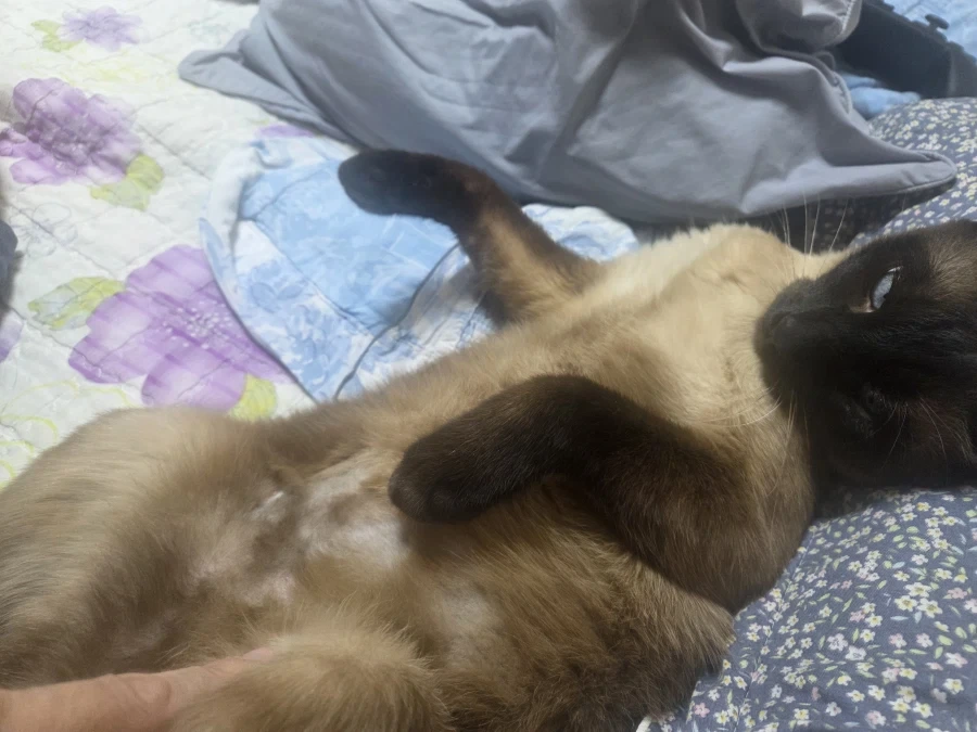 집사에게 수치 플레이 제대로 당하고 있는 고양이..._5.webp