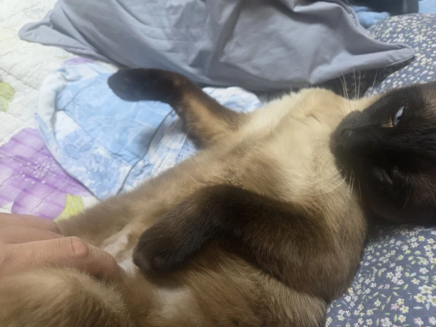 집사에게 수치 플레이 제대로 당하고 있는 고양이..._7.webp
