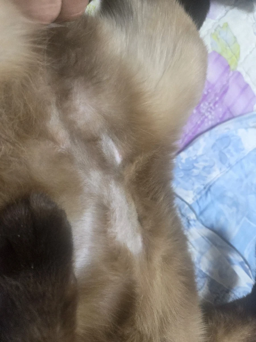 집사에게 수치 플레이 제대로 당하고 있는 고양이..._9.webp