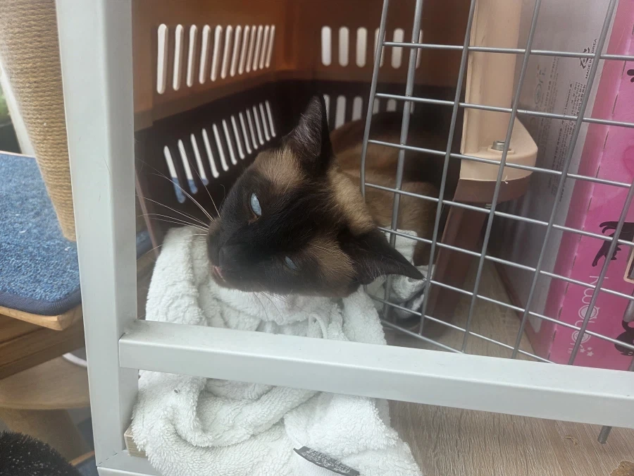 집사에게 수치 플레이 제대로 당하고 있는 고양이..._10.webp
