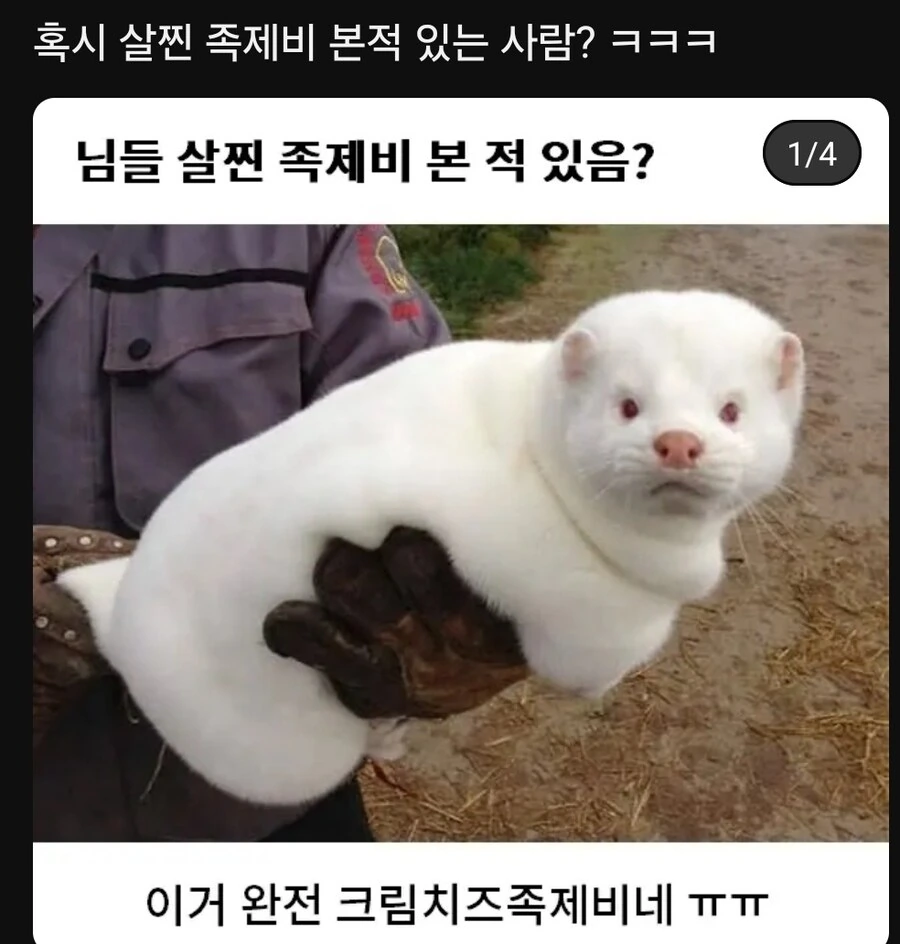 님들 살찐 족제비 본 적 있음?_1.jpg