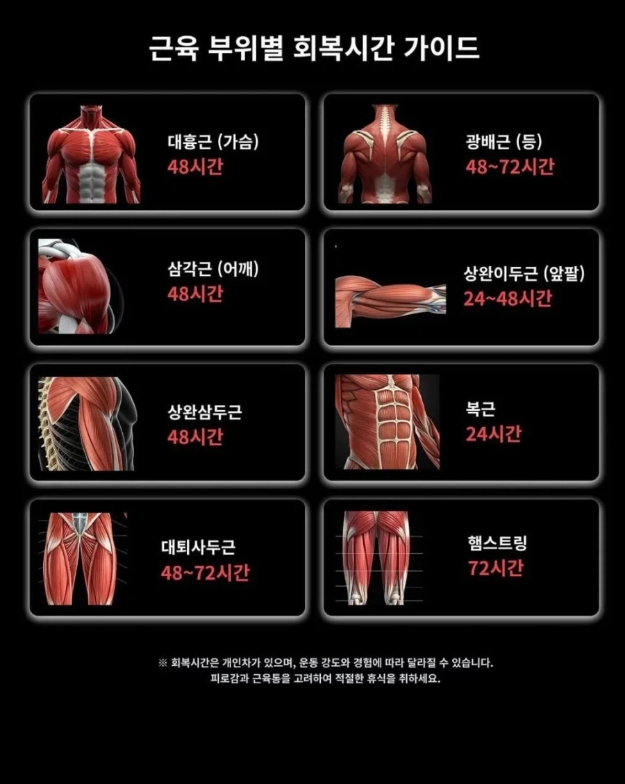 근육 부위별 필요한 회복시간_1.webp