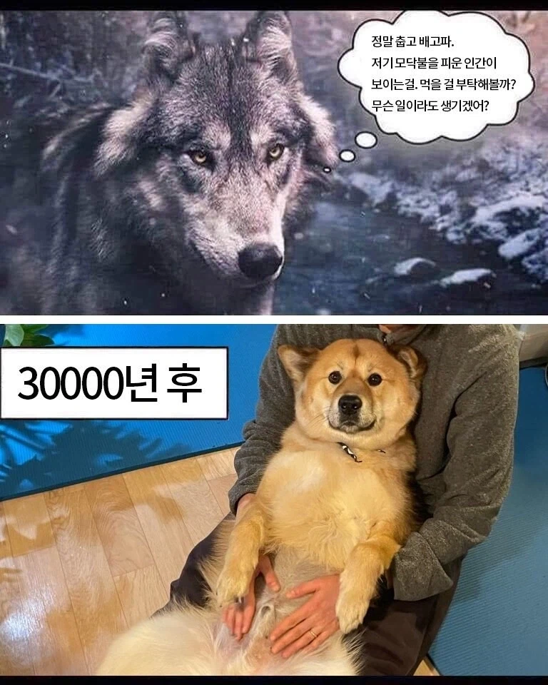 3만년 선택으로 인한 결과.jpg_1.webp