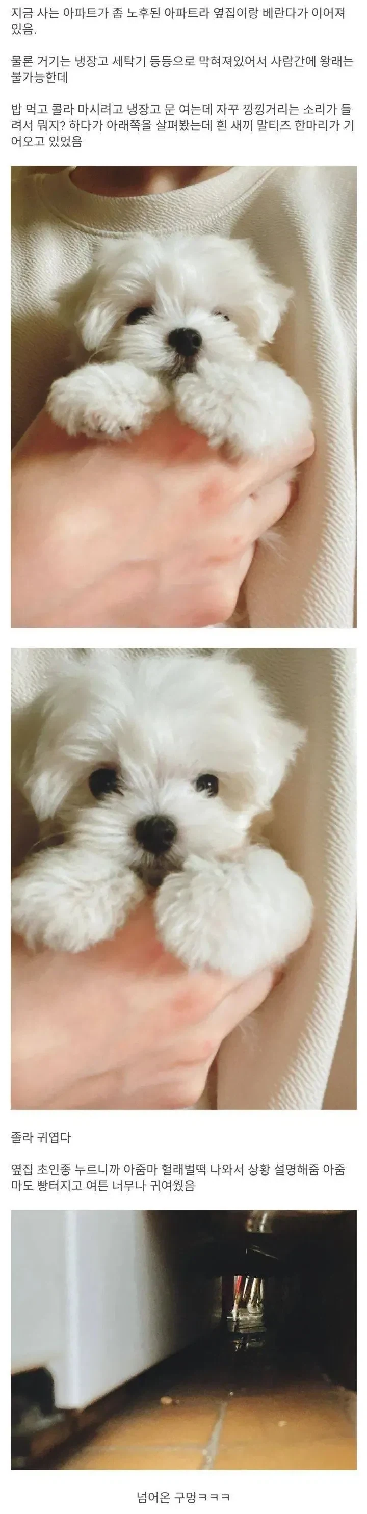 옆집에서 건너온 말티즈_1.webp