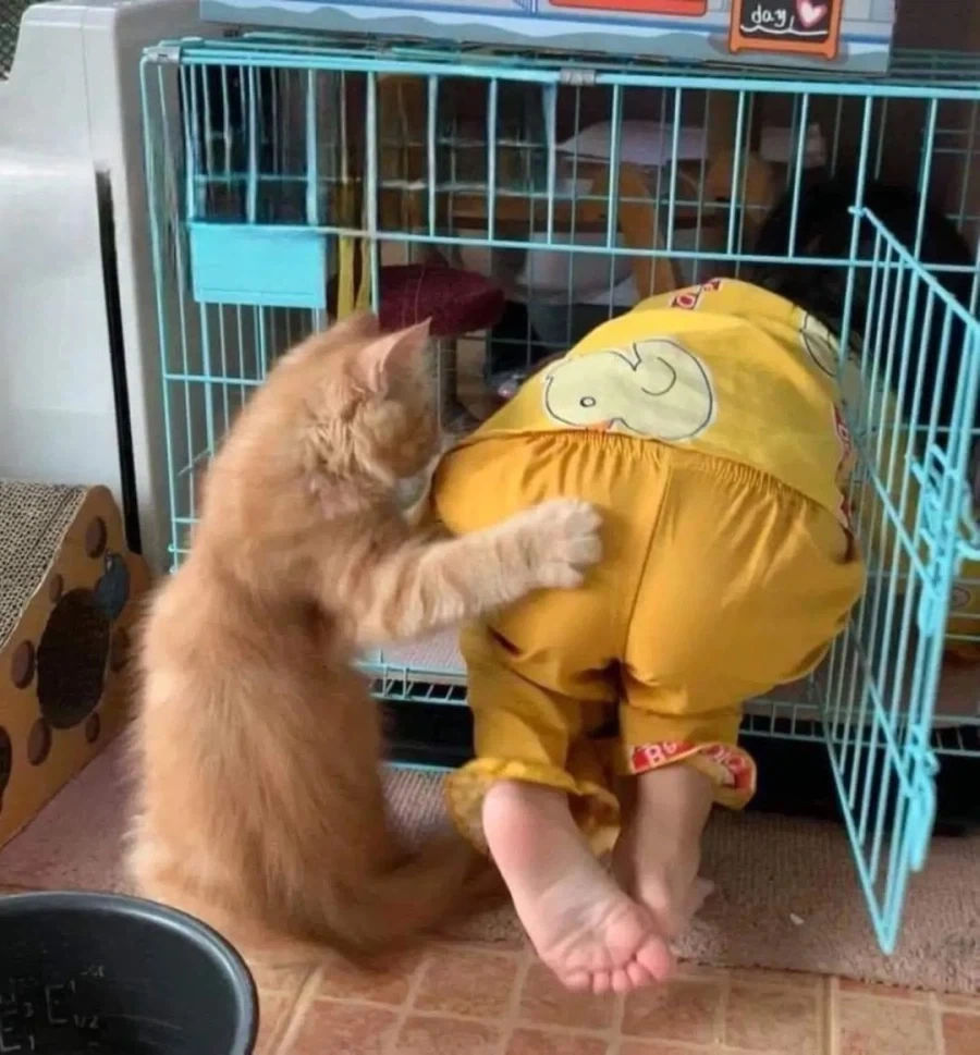 고양이: 옳지, 옳지. 잘 들어가시네 ⛓️_1.webp