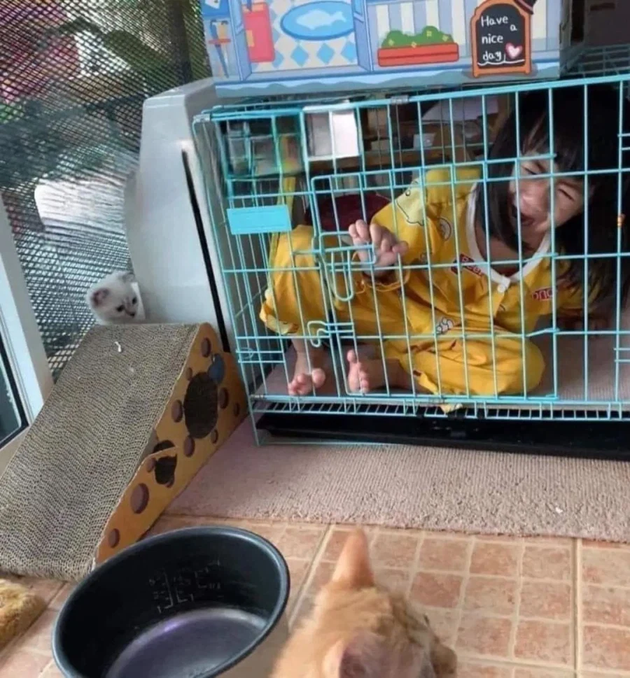 고양이: 옳지, 옳지. 잘 들어가시네 ⛓️_2.webp