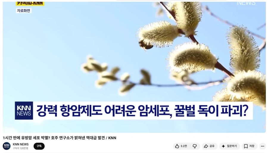 벌꿀 독침이 유방암을 파괴하다는 이야기에 헐레벌떡 달려온 인물_1.webp