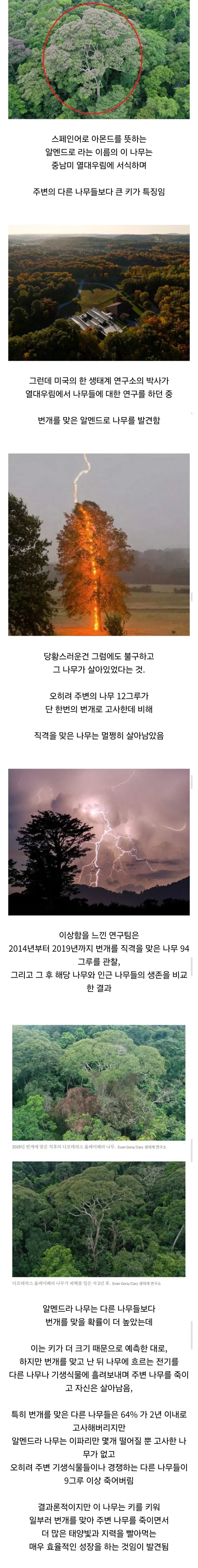 경쟁자를 죽이기 위해 일부러 번개를 맞는 나무_1.webp