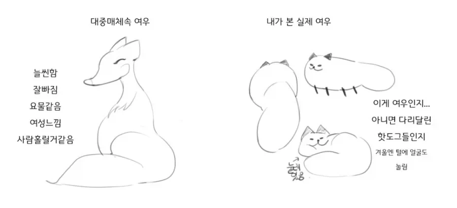 겨울철 여우 특징_1.webp