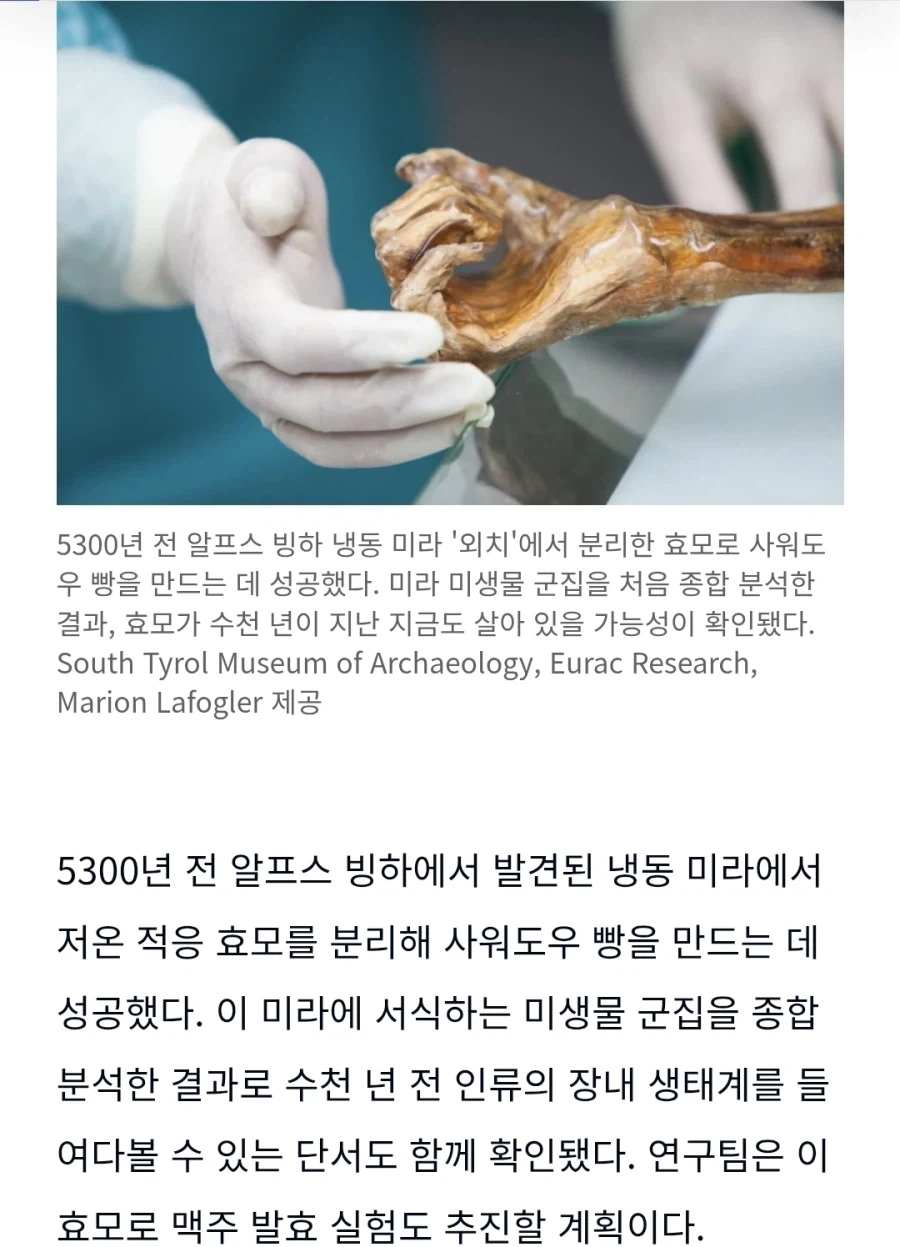 5천3백년전 미라에서 분리한 효모로 빵 만듬_1.webp