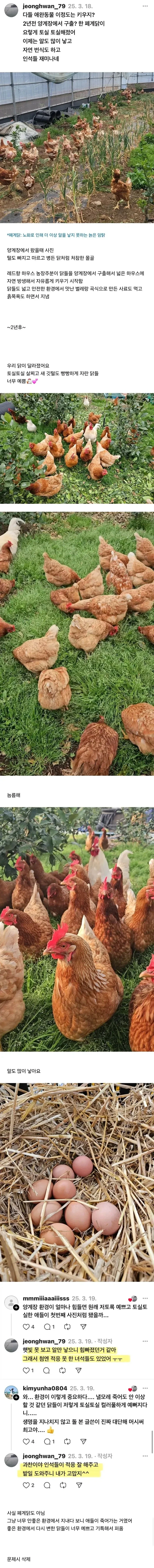 양계장에서 구출한 닭 2년 키운 결과_1.webp