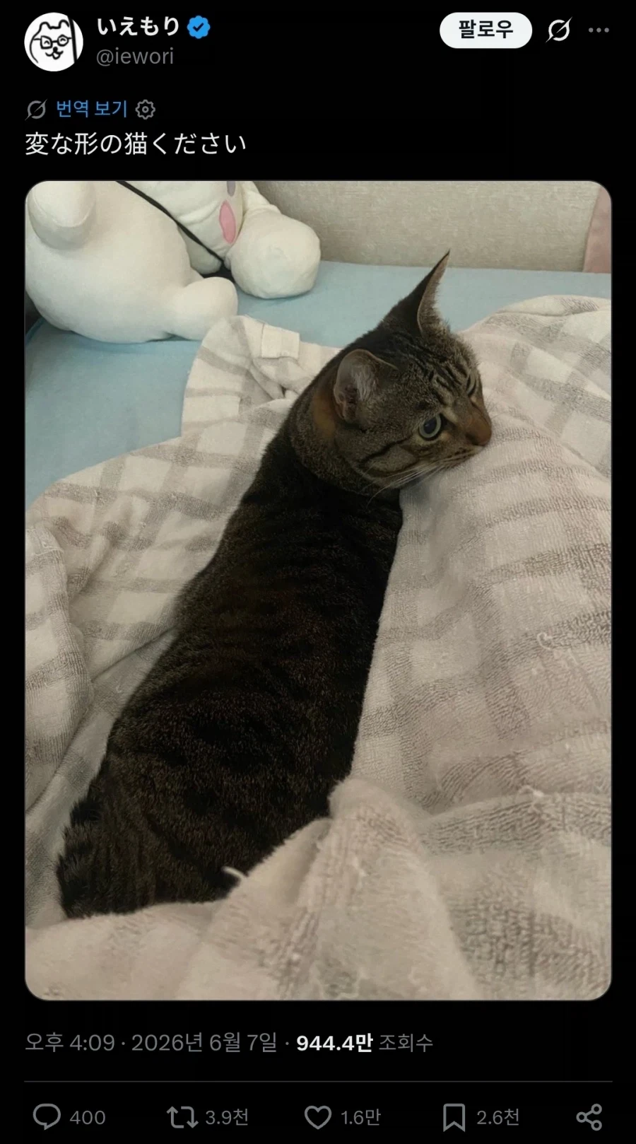 이상하게 찍힌 고양이 사진 경연대회.twit_1.webp