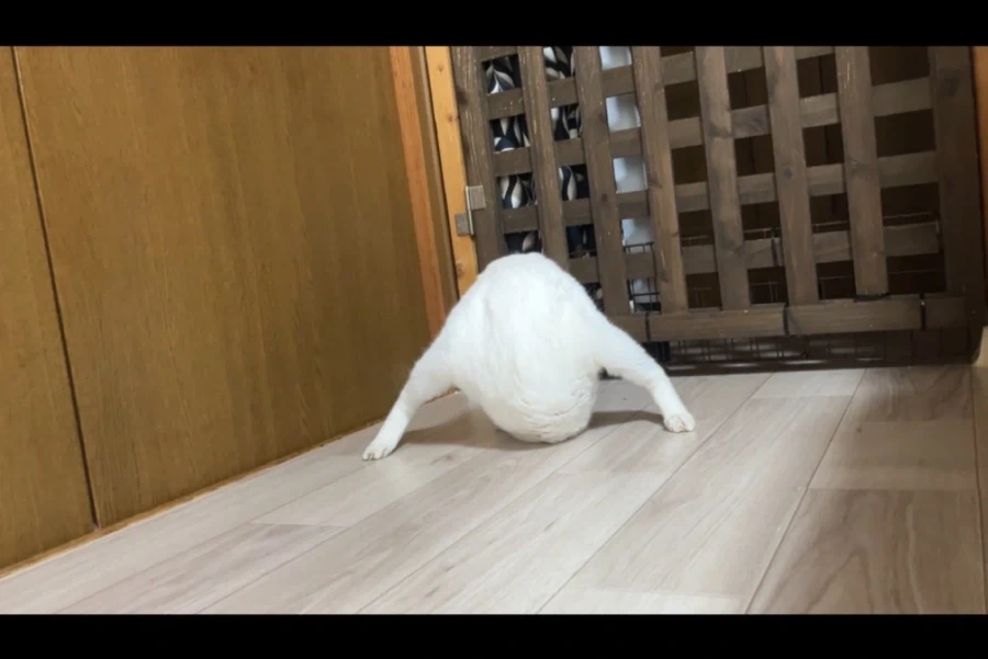 이상하게 찍힌 고양이 사진 경연대회.twit_5.webp
