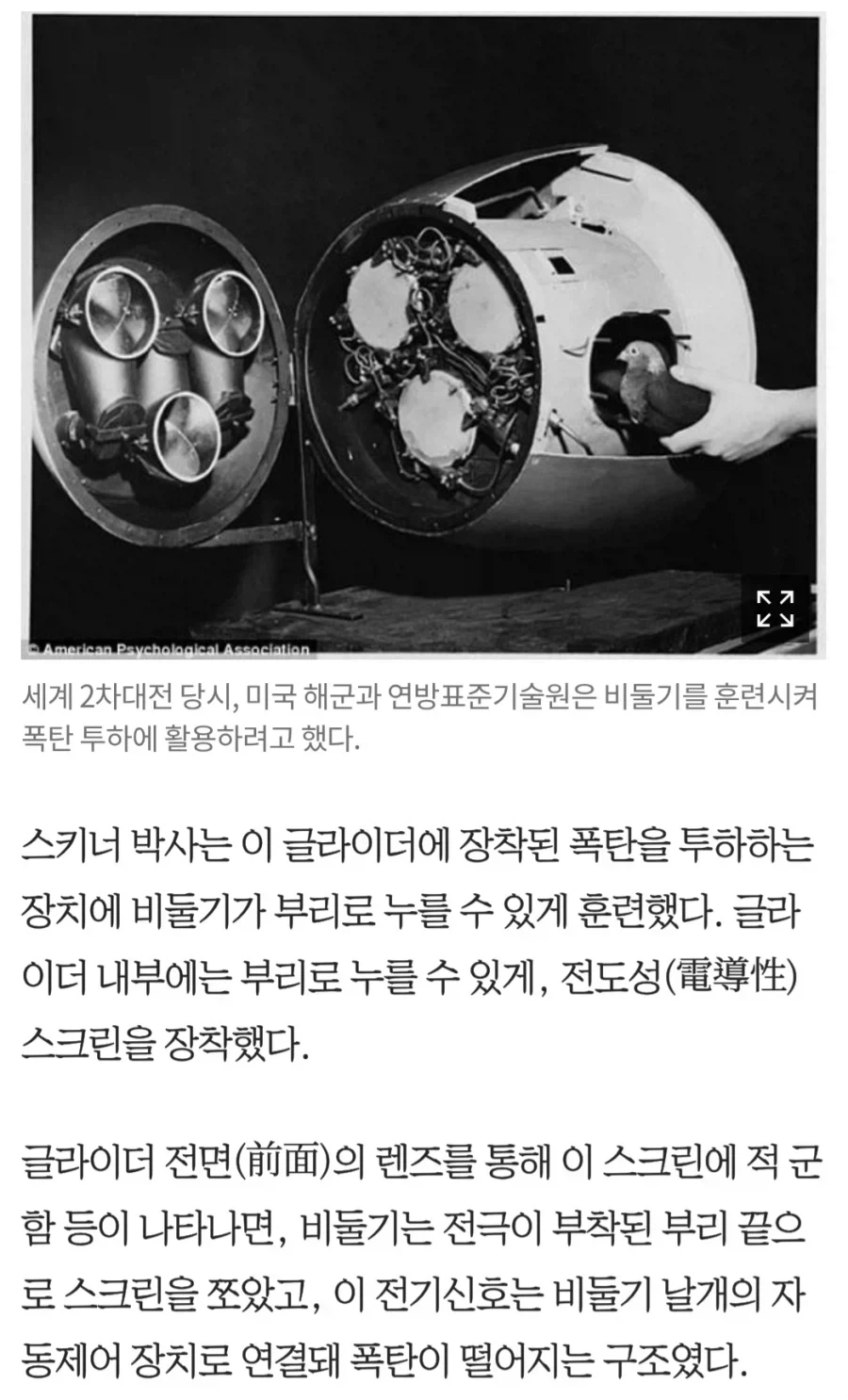 만약 도로롱이 실제로 존재했었다면?_4.webp