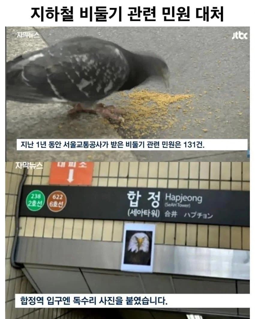 둘기 : 에휴...ㅅㅂ 애쓴다 ㅉㅉㅉㅉ_1.webp