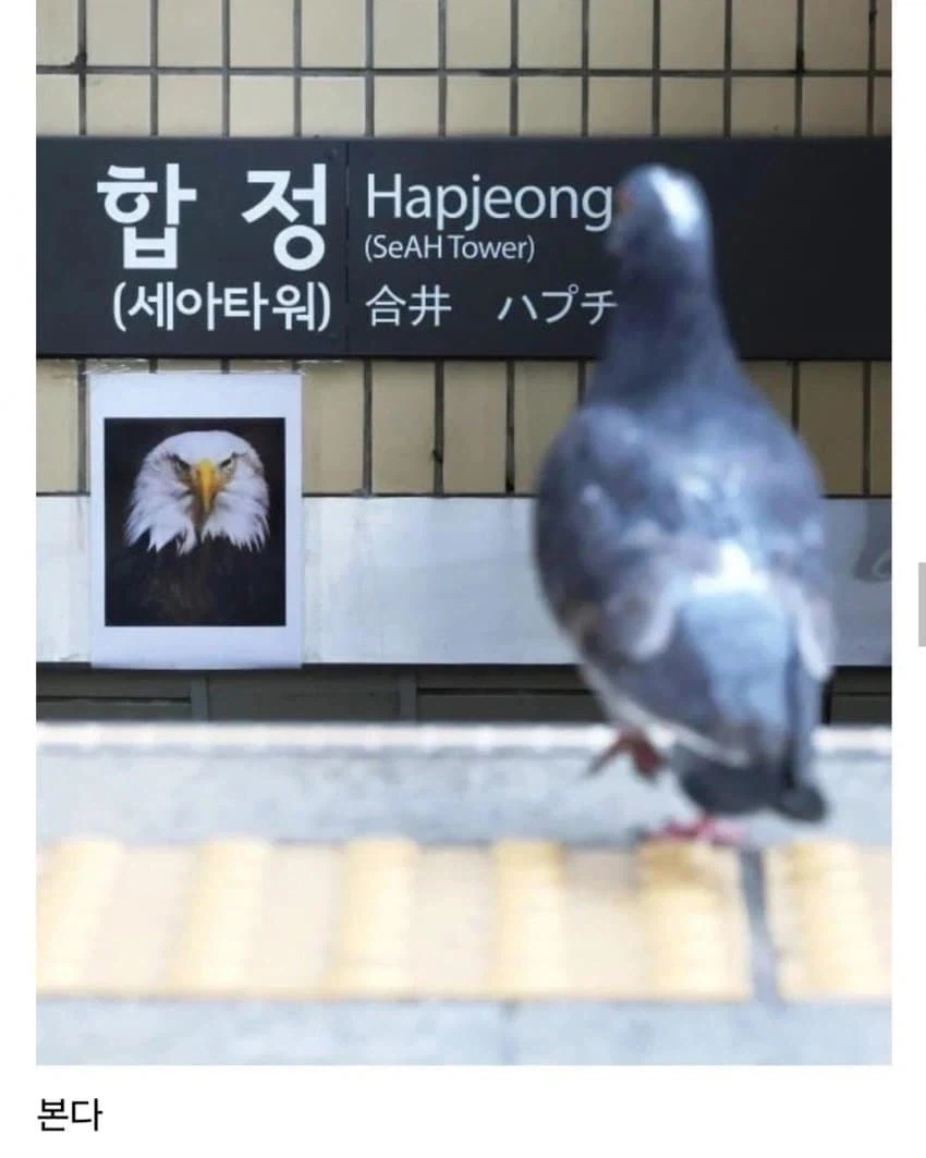 둘기 : 에휴...ㅅㅂ 애쓴다 ㅉㅉㅉㅉ_2.webp