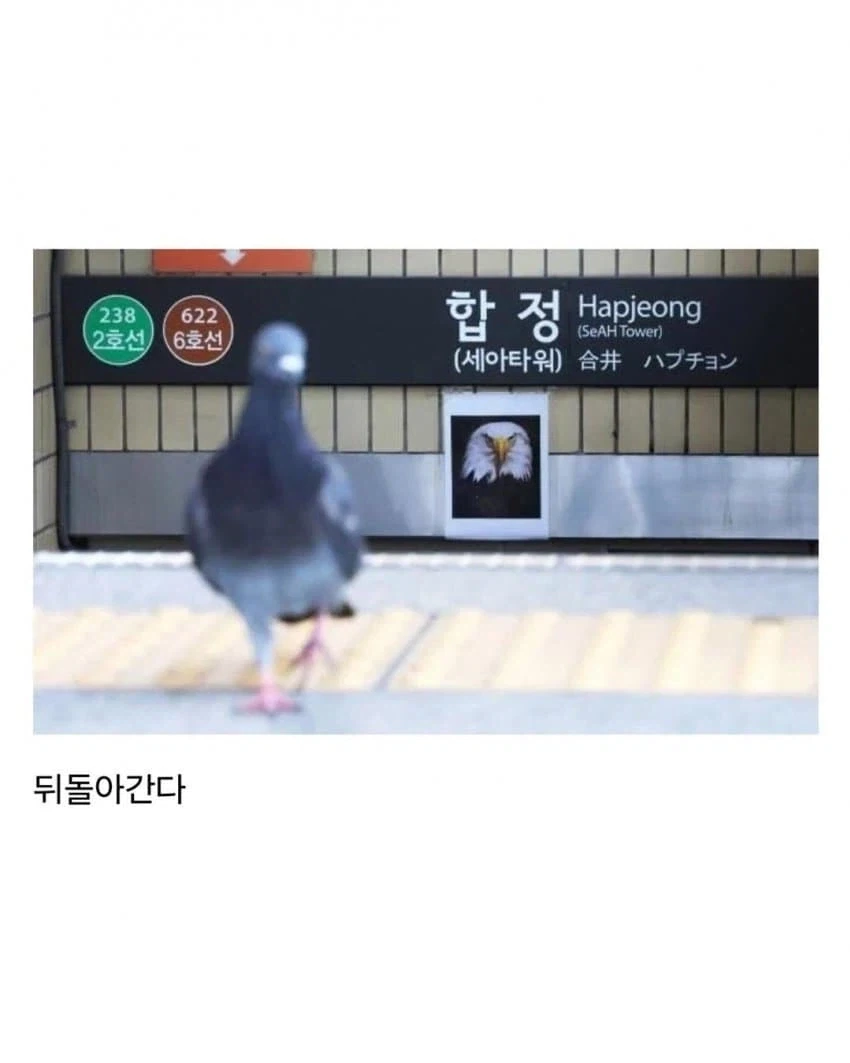 둘기 : 에휴...ㅅㅂ 애쓴다 ㅉㅉㅉㅉ_3.webp