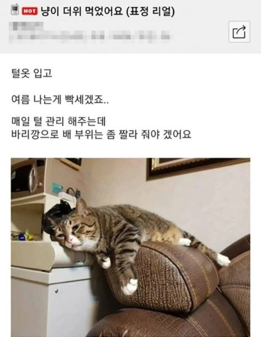 더위 먹은 고양이.jpg_1.webp