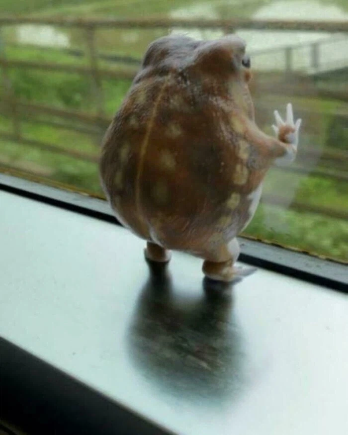 창밖을 바라보는 맹꽁이_1.webp