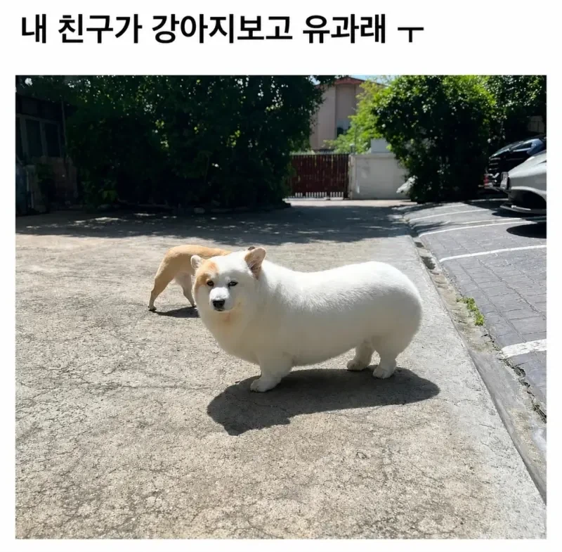 친구가 우리집 댕댕이보고 유과래 ㅠ_1.webp
