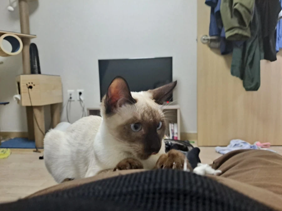 남자는 고양이 키우면 끈 있는 바지 입으면 안된다_1.webp