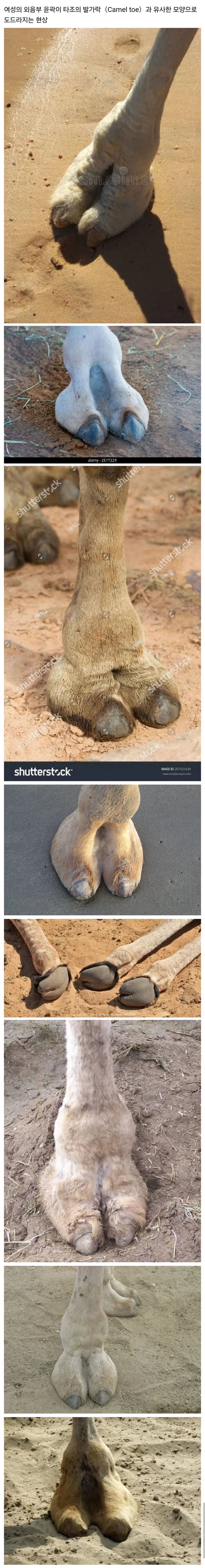 서양에서는 여성 외음부의 윤곽을 타조발가락(Camel Toe)라고 부릅니다_1.webp