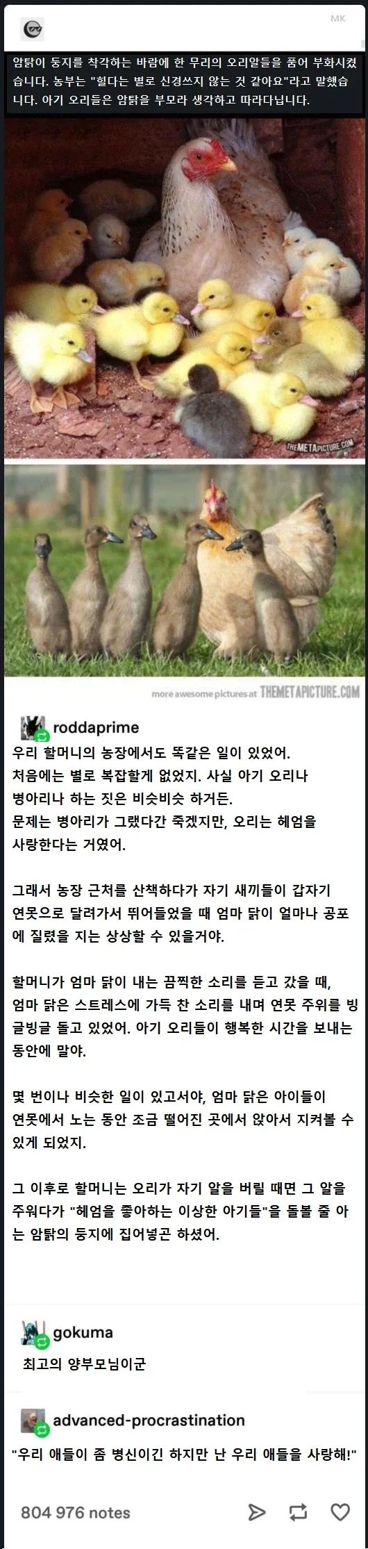 아기 오리를 기르는 암탉의 모성애_1.webp